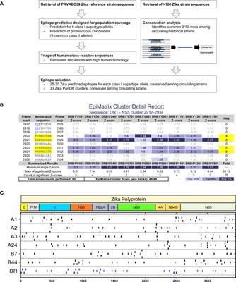 Identification of immunodominant T cell epitopes induced by natural Zika virus infection